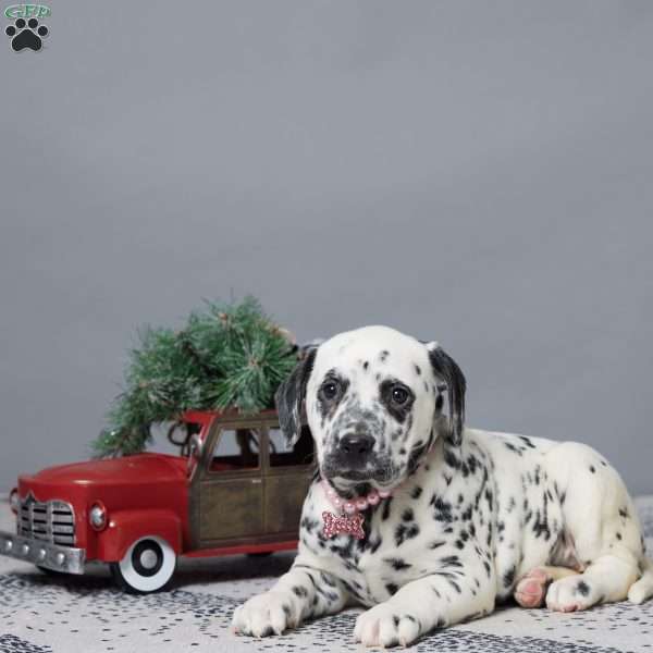 Louella, Dalmatian Puppy